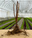 Dormant bare root plant with roots on a table. Blurred greenhouse with rows of green and red leafy crops.