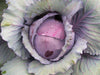 Vibrant red cabbage head covered in dew drops. Healthy, fresh, organic garden vegetable.
