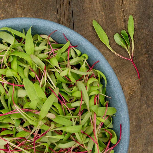 Fresh green microgreens with vibrant red stems in a blue bowl. Healthy, nutrient-rich salad greens on wood.