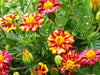 Vibrant red and yellow striped French marigolds with dew drops, surrounded by lush green foliage. Garden flowers.