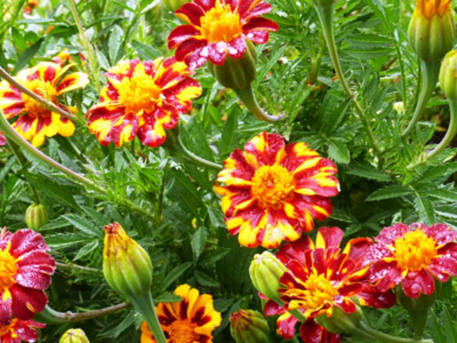 Vibrant red and yellow striped French marigolds with dew drops, surrounded by lush green foliage. Garden flowers.