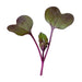 Vibrant purple red radish microgreen seedling with heart-shaped cotyledons and a tiny true leaf.