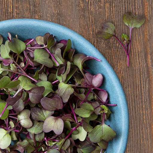 Fresh red radish microgreens with vibrant purple stems and green leaves in a blue bowl on wood.