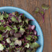 Fresh red radish microgreens with vibrant purple stems and green leaves in a blue bowl on wood.