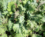 Vibrant green and purple curly kale leaves with dew drops, growing in a garden.