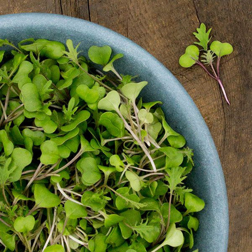 Vibrant microgreens mix in a blue bowl on rustic wood. Fresh, healthy salad greens with red stems.