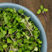 Vibrant microgreens mix in a blue bowl on rustic wood. Fresh, healthy salad greens with red stems.