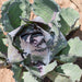 Red cabbage plant with purple and green leaves growing in soil. Healthy garden vegetable.