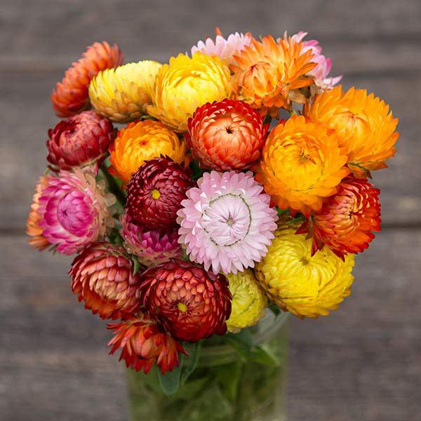 Vibrant everlasting strawflower bouquet with yellow, orange, red, pink, and burgundy blooms.