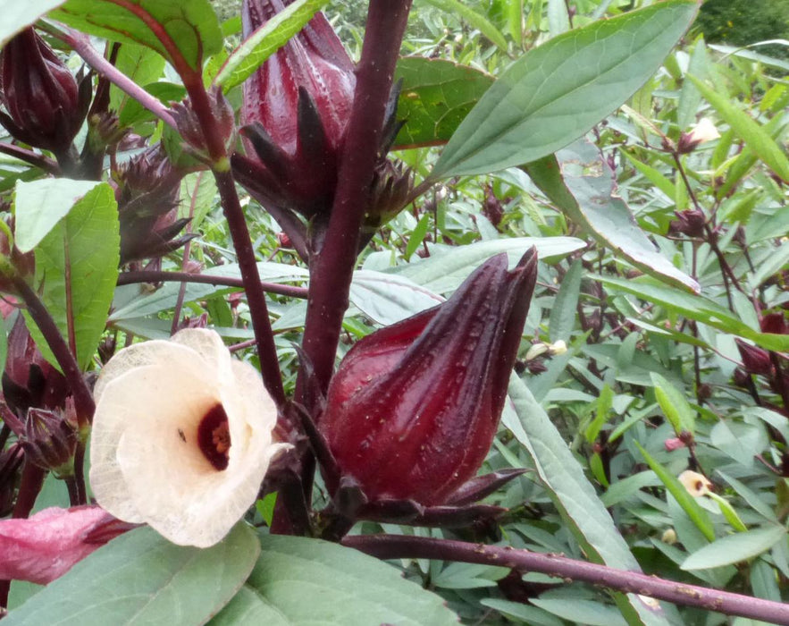 Close-up of Roselle hibiscus plant with a white flower and several deep red calyces, also known as sorrel.