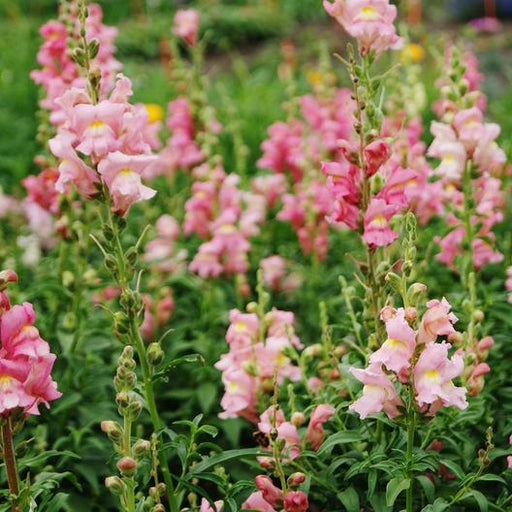 Vibrant pink snapdragon flowers blooming in a lush garden. Tall stems with delicate petals create a beautiful summer display.