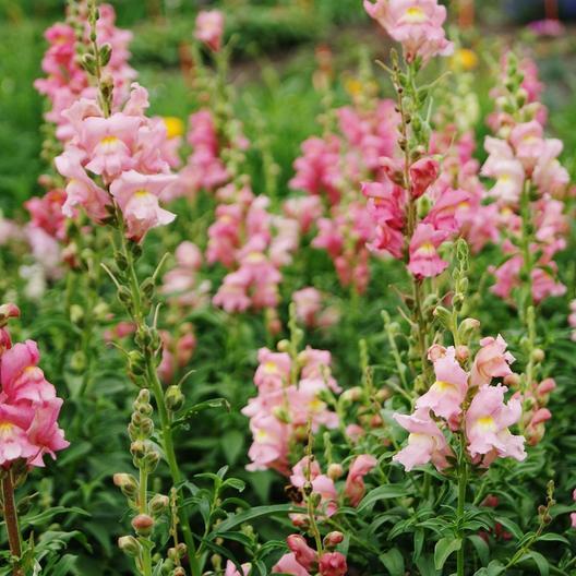 Vibrant pink snapdragon flowers blooming in a lush garden. Tall stems with delicate petals create a beautiful summer display.