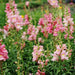 Vibrant pink snapdragon flowers blooming in a lush garden. Tall stems with delicate petals create a beautiful summer display.