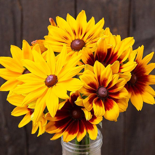 Vibrant yellow and burgundy Rudbeckia flowers (Black-Eyed Susans) in a glass vase, rustic wood background.