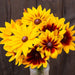Vibrant yellow and burgundy Rudbeckia flowers (Black-Eyed Susans) in a glass vase, rustic wood background.