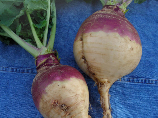 Two freshly harvested purple-top turnips with green leaves and roots.