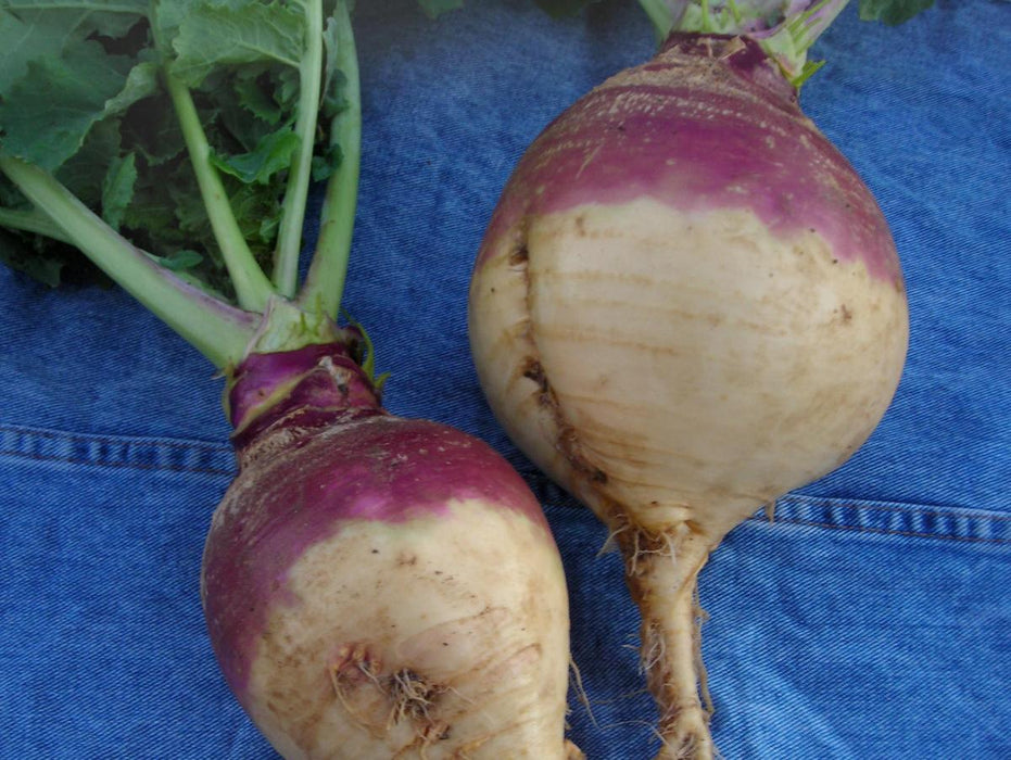 Two freshly harvested purple-top turnips with green leaves and roots.