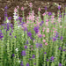Colorful Salvia flowers: vibrant purple, pink, and white blooms in a garden.