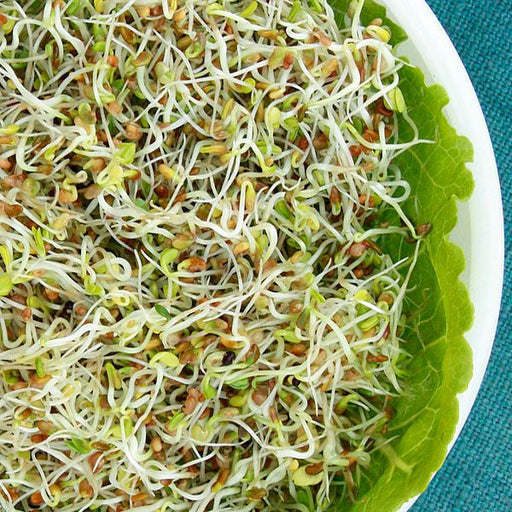 Fresh mixed sprouts in a white bowl lined with green lettuce. Healthy superfood for salads and sandwiches.