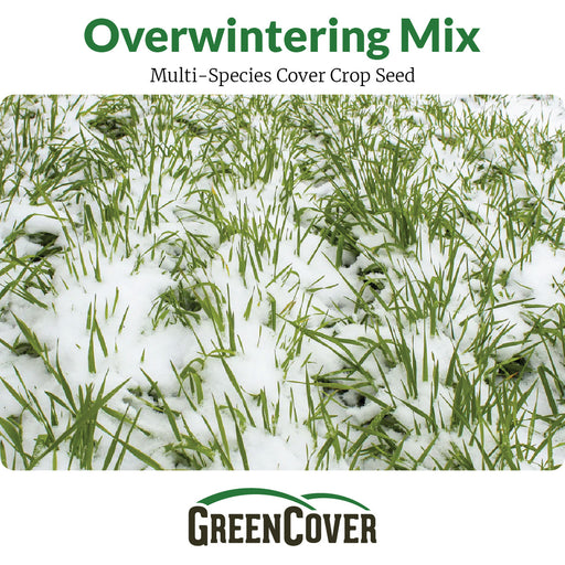 GreenCover Overwintering Mix multi-species cover crop seed: green sprouts thriving in winter snow.
