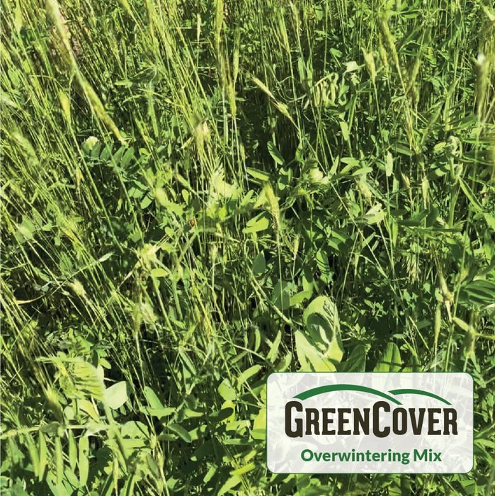 Lush GreenCover Overwintering Mix with cereal rye and clover, ideal for regenerative farming and soil health.