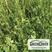 Lush GreenCover Overwintering Mix with cereal rye and clover, ideal for regenerative farming and soil health.