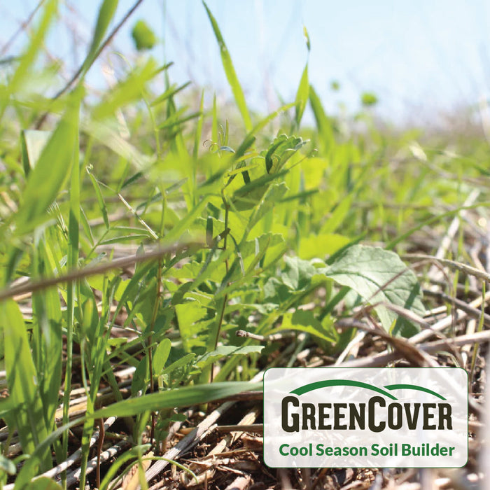 GreenCover cool season soil builder cover crop mix: vetch, radish, rye growing. Healthy soil.