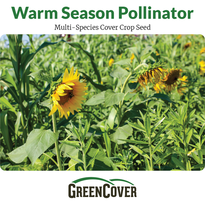 Warm season pollinator multi-species cover crop field with sunflowers and a bee collecting pollen.