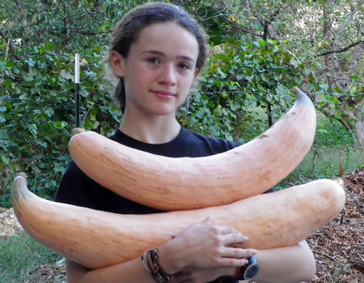 Young gardener holds two massive, long orange winter squashes. Homegrown garden harvest.