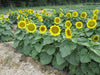 Blooming sunflower field with vibrant yellow flowers and green leaves. Organic farm, summer harvest.