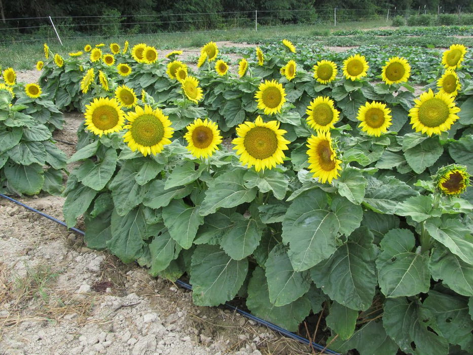 Blooming sunflower field with vibrant yellow flowers and green leaves. Organic farm, summer harvest.