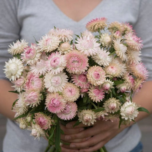 Person holds large bouquet of pink, blush, white strawflowers (Helichrysum bracteatum) for everlasting arrangements.