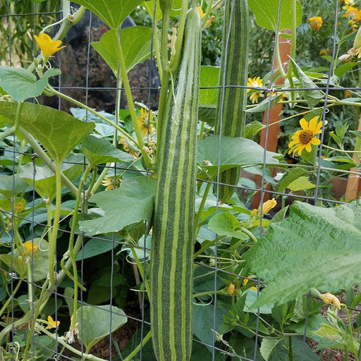 Snake gourd vine with striped gourds and yellow flowers growing on a garden trellis.