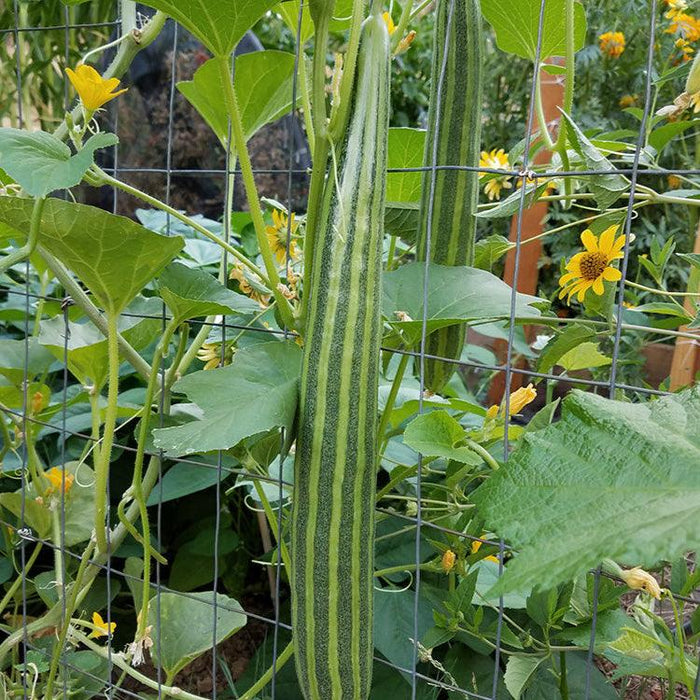 Snake gourd vine with striped gourds and yellow flowers growing on a garden trellis.
