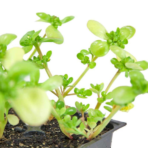Vibrant green purslane plants with thick, succulent leaves in a black nursery pot. Healthy edible garden herb.