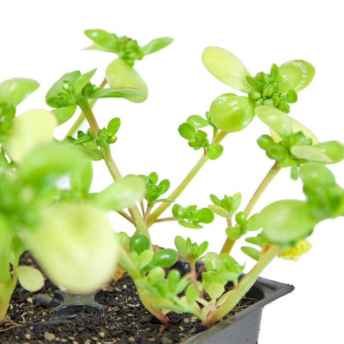 Vibrant green purslane plants with thick, succulent leaves in a black nursery pot. Healthy edible garden herb.
