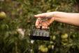Gardener's hand holding a metal soil blocker tool in a lush garden with green tomatoes. Ideal for seed starting.