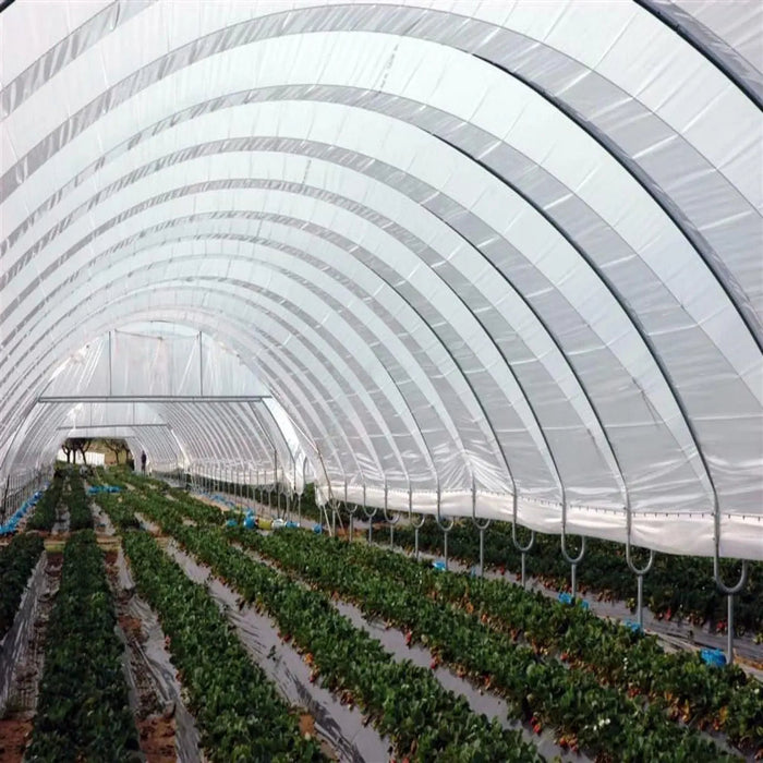 Rows of ripe strawberries cultivated in a large white polytunnel greenhouse. Modern fruit farming and protected agriculture.