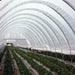 Rows of ripe strawberries cultivated in a large white polytunnel greenhouse. Modern fruit farming and protected agriculture.