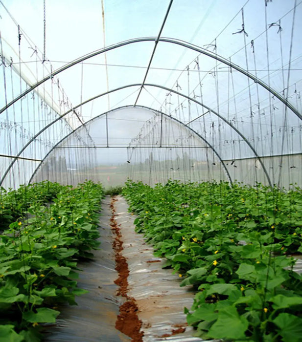 Greenhouse with rows of lush cucumber plants, yellow flowers, plastic mulch, and trellising, showcasing protected agriculture.
