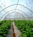 Greenhouse with rows of lush cucumber plants, yellow flowers, plastic mulch, and trellising, showcasing protected agriculture.