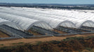 Expansive farm with white poly tunnels covering rows of cultivated crops. Modern agricultural greenhouses for protected farming.