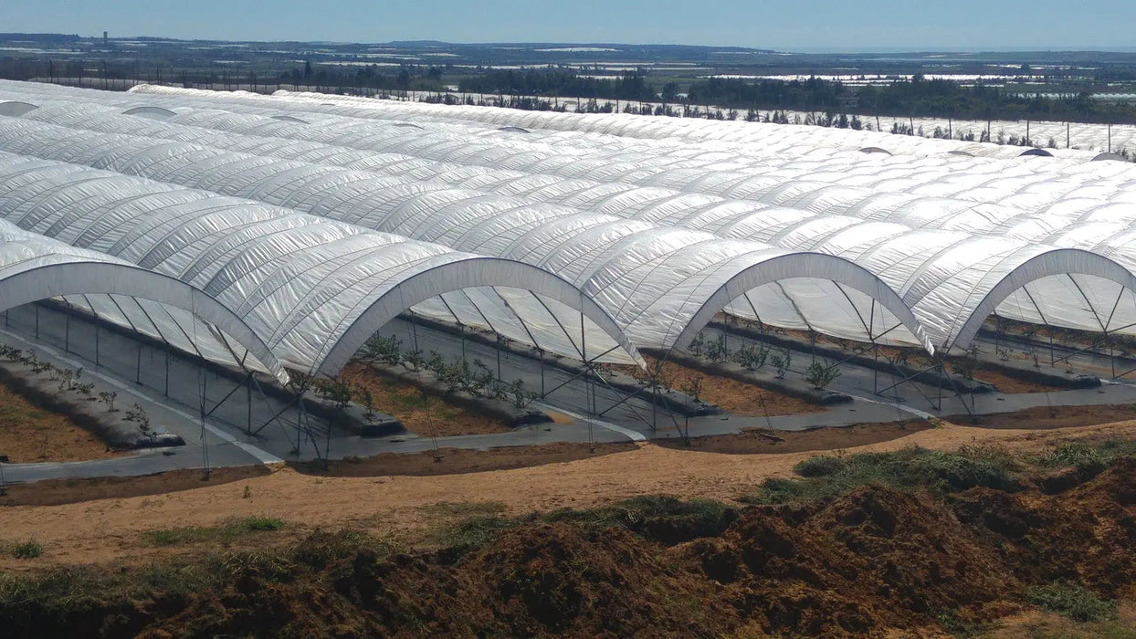 Extensive farm with multiple white arched polytunnels for protected berry cultivation. Modern agriculture landscape.