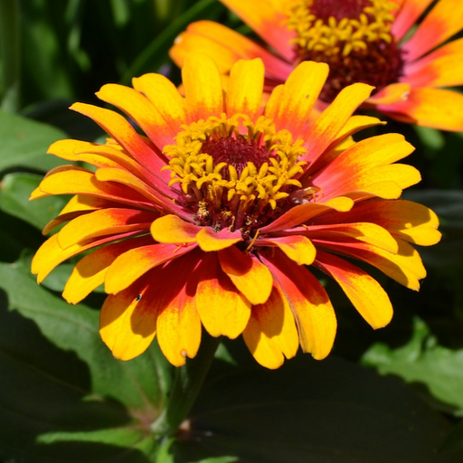 Vibrant yellow, orange, and red Zinnia flower blooming in a sunny garden. Beautiful summer bloom.