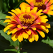 Vibrant yellow, orange, and red Zinnia flower blooming in a sunny garden. Beautiful summer bloom.