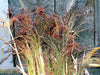 Dried millet & sorghum bundles with red, black, green seeds. Rustic autumn harvest decor on weathered barn wood.