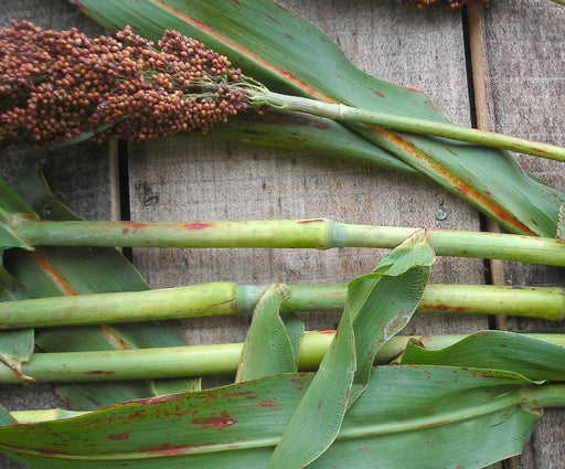 Sorghum grain head with reddish seeds, green stalks, and leaves showing red spots on a rustic wooden surface.