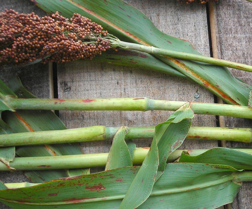 Sorghum grain head with reddish seeds, green stalks, and leaves showing red spots on a rustic wooden surface.
