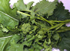 Fresh green rapini, also known as broccoli rabe or broccoli raab, with dark leaves and small florets.