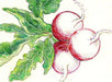 Vibrant colored pencil drawing of three fresh red radishes with green leaves. Healthy garden vegetable illustration.